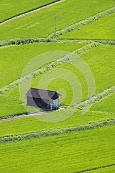 Fruitful rice fields from hills