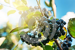 Fruitful ripe aronia berry fruit on the branch