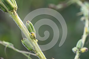 The fruitful sesame seeds grow on the branches