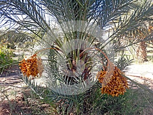 A fruitful small palm tree