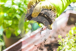 Fruitful soil for urban gardening, close up