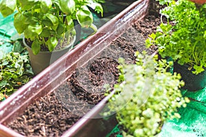 Fruitful soil for urban gardening, close up