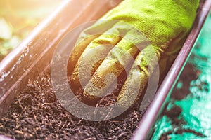 Fruitful soil for urban gardening, close up