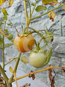 fruitful tomato plant with green and red fruits, with green and brown leaves and green natural stone background