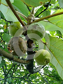 fruitful wild tree