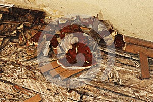 Fruiting body of dry rot on the floor