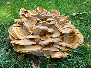 Fruiting body of a giant polypore