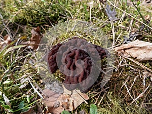 The fruiting body or mushroom of the False Morel (gyromitra esculenta) with irregular brain shaped dark brown cap