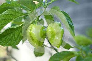 Fruiting chili plants in a pot. Close up of fresh young green paprika chili on tree