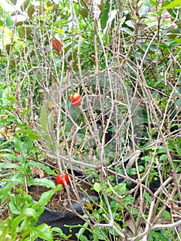 Fruiting on dry branches