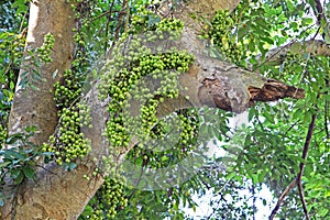 Fruiting fig tree in nature, Cluster fig tree, Indian fig tree , Ficus racemosa