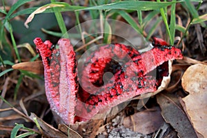 fruiting of the fungus Clathrus archeri known as devil's fingers, squid mushroom or red star.