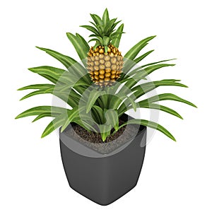 Fruiting pineapple plant