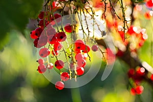 Fruiting plant of redcurrant with ripe red berries, Jonkheer van Tets cultivar in garden