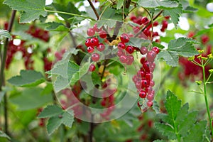 Fruiting plant of redcurrant with ripe red berries, Jonkheer van Tets cultivar in garden