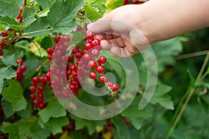 Fruiting plant of redcurrant with ripe red berries, Jonkheer van Tets cultivar in garden. Hand picking harvest