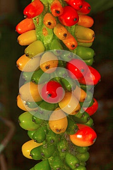 Fruiting plant, Unidentified , Aarey Milk Colony