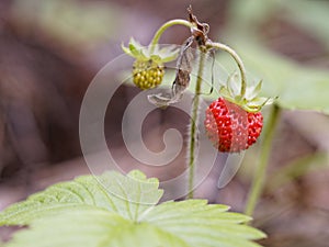 Fruiting plant wild strawberry, or woodland strawberry