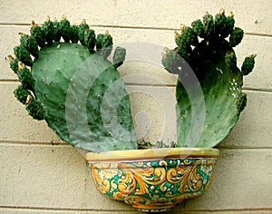 Fruiting prickly cactus planted in a pot