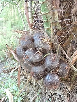 fruiting salak tree