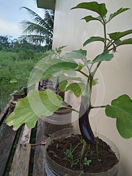 Fruiting stage of an eggplant in an empty plastic bottle