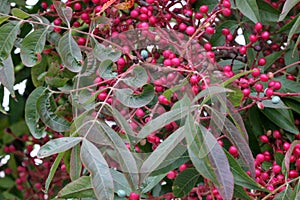 Fruiting trees of Chinese pistachio, Pistacia chinensis