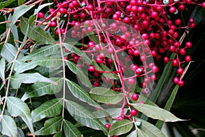 Fruiting trees of Chinese pistachio, Pistacia chinensis