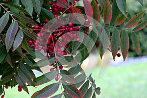 Fruiting trees of Chinese pistachio, Pistacia chinensis photo