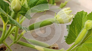 Small growing up Bottle gaurd on the vine