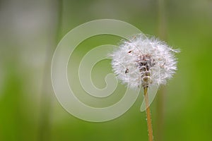 Fruiting white fluffy dandelion plant Taraxum officinale from sunflower family Asteraceae or Compositae on a greenish-brown