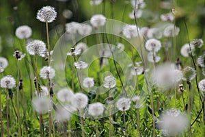 Fruiting white fluffy dandelion plants Taraxum officinale from sunflower family Asteraceae or Compositae on a greenish-brown photo