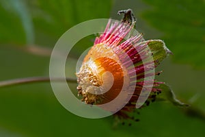 Fruitless Salmonberry