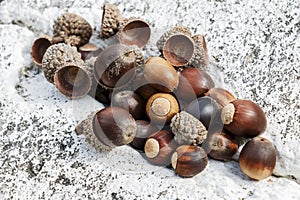 Fruits of an acorn oak