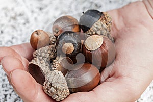 Fruits of an acorn oak