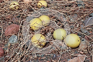 Fruits in Al Shaq Great Canyon, Saudi Arabia