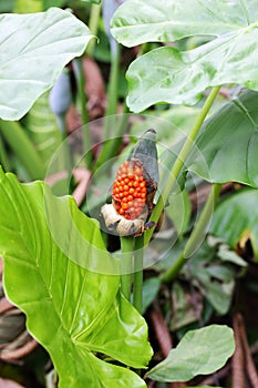 The mature fruits of Alocasia odora photo