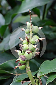 The fruits of Alpinia hainanensis