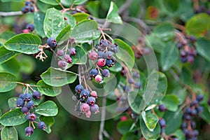 Fruits of the Amelanchier