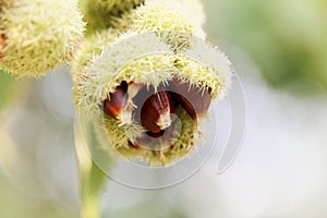 Fruits of an American chinquapin Castanea pumila.