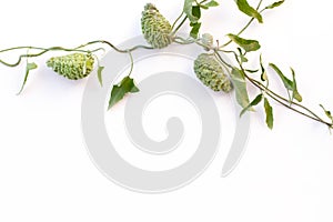 Fruits of a araujia brachystephana on a white background