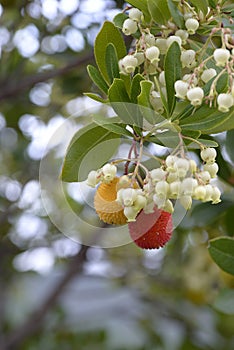 Fruits of Arbutus unedo yellow and red in autumn. The arbutus is a species of shrub belonging to the genus Arbutus in the family