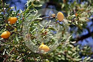 Fruits of Argan tree