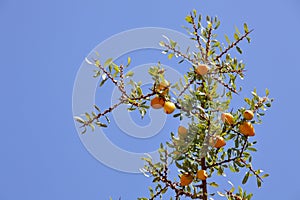 Fruits of Argan tree