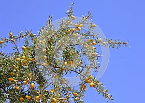 Fruits of Argan tree