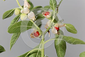 Macro photo of fruits on a Ashwagandha plant, Withania somnifera photo