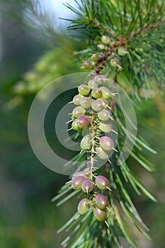 Fruits of the Australan native Pine leaved Geebung, Persoonia pinifolia, family Proteaceae