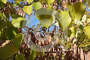 Fruits and autumnal foliage of cercis canadensis