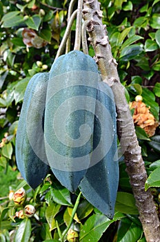 Fruits - Babaco Tree