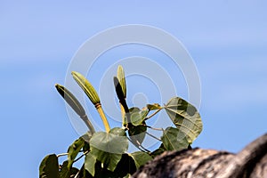 Fruits of a balsa tree, Ochroma pyramidale