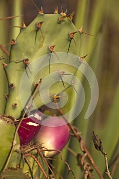 Fruits of a barbary fig